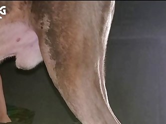 Zoophilie Europe