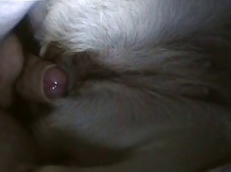 Latina Fuck Dog Porn