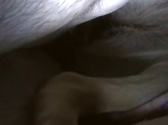 Latina Fuck Dog Porn