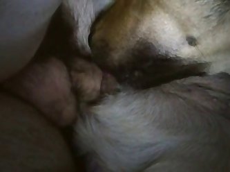 Latina Fuck Dog Porn