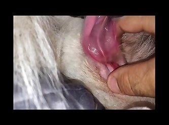Its Nat Dog Porn