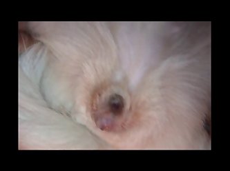 Its Nat Dog Porn