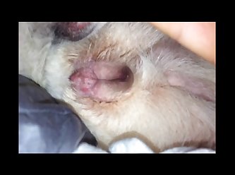 Its Nat Dog Porn