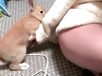 Rabbit Humping
