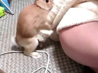 Rabbit Humping