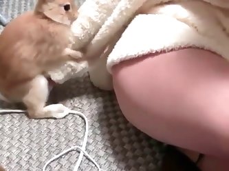 Rabbit Humping
