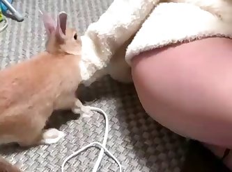 Rabbit Humping
