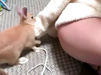 Rabbit Humping