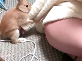 Rabbit Humping