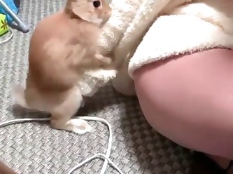 Rabbit Humping