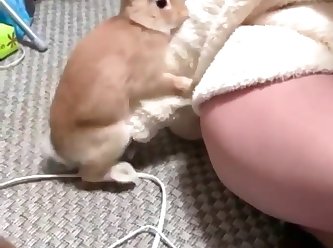 Rabbit Humping