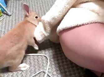 Rabbit Humping