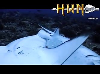 Grey Reef Shark Mating