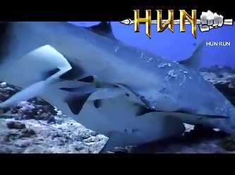 Grey Reef Shark Mating