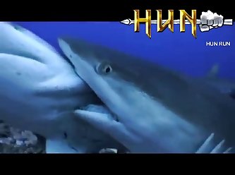 Grey Reef Shark Mating