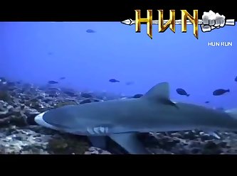 Grey Reef Shark Mating