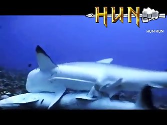 Grey Reef Shark Mating
