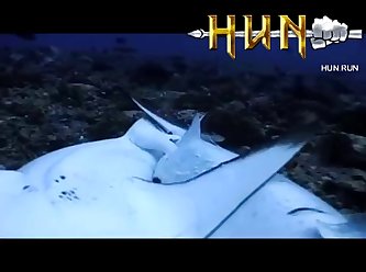 Grey Reef Shark Mating