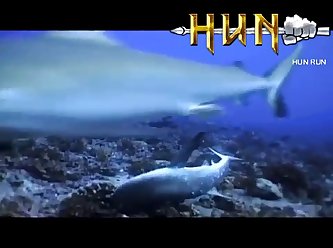 Grey Reef Shark Mating