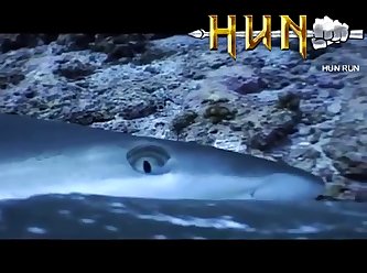 Grey Reef Shark Mating