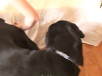 015 Zhd Bestiality Videos In Hd 03 003
