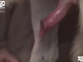 Knees And Elbows Each Of Them Mounted By A Canine