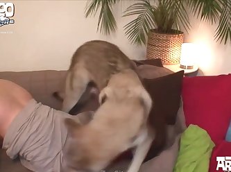 Knees And Elbows Each Of Them Mounted By A Canine