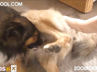 0123 Dgsx Pregnant Active Dog 006